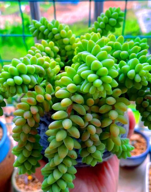 新玉缀怎么浇水？新玉缀怎么叶插？-第4张图片-优品飞百科