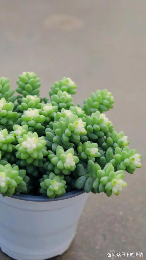 新玉缀怎么浇水？新玉缀怎么叶插？-第5张图片-优品飞百科