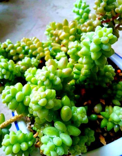 新玉缀怎么浇水？新玉缀怎么叶插？-第6张图片-优品飞百科