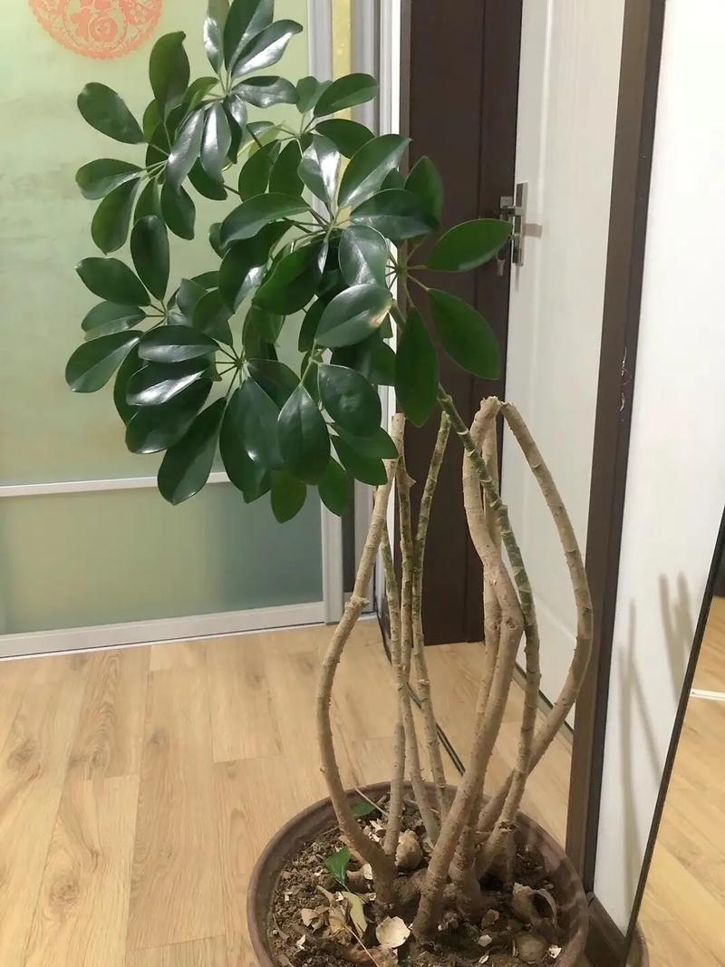 鸭脚木的修剪与造型，鸭脚木的修剪与造型-第2张图片-优品飞百科