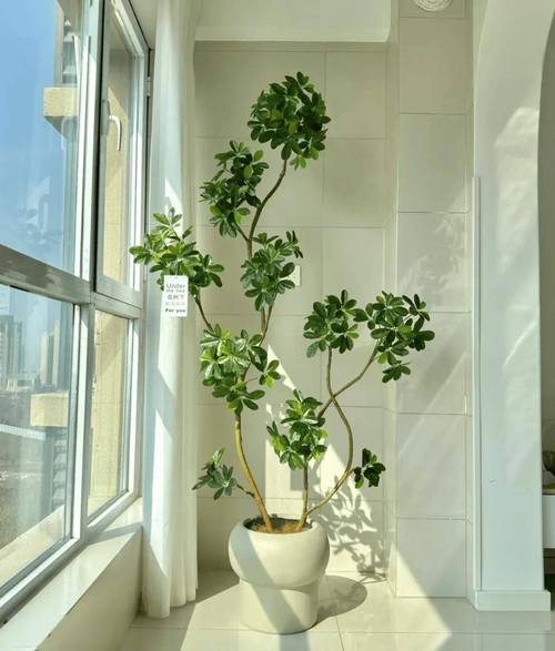 鸭脚木的修剪与造型，鸭脚木的修剪与造型-第4张图片-优品飞百科