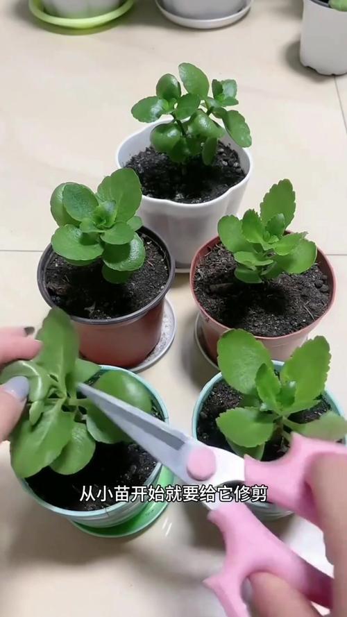 鸭脚木的修剪与造型，鸭脚木的修剪与造型-第3张图片-优品飞百科