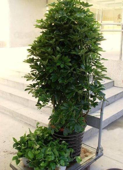 鸭脚木的修剪与造型，鸭脚木的修剪与造型-第5张图片-优品飞百科