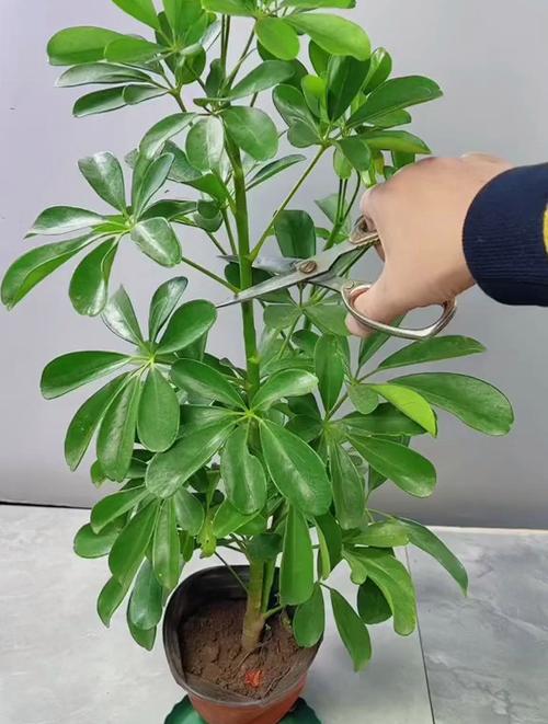 鸭脚木的修剪与造型，鸭脚木的修剪与造型-第6张图片-优品飞百科