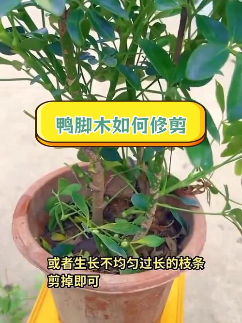鸭脚木的修剪与造型，鸭脚木的修剪与造型-第7张图片-优品飞百科