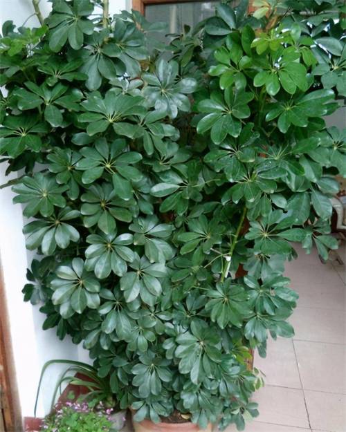 鸭脚木的修剪与造型，鸭脚木的修剪与造型-第8张图片-优品飞百科