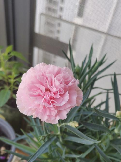 康乃馨秋天怎么养？康乃馨秋天怎么养护？-第1张图片-优品飞百科