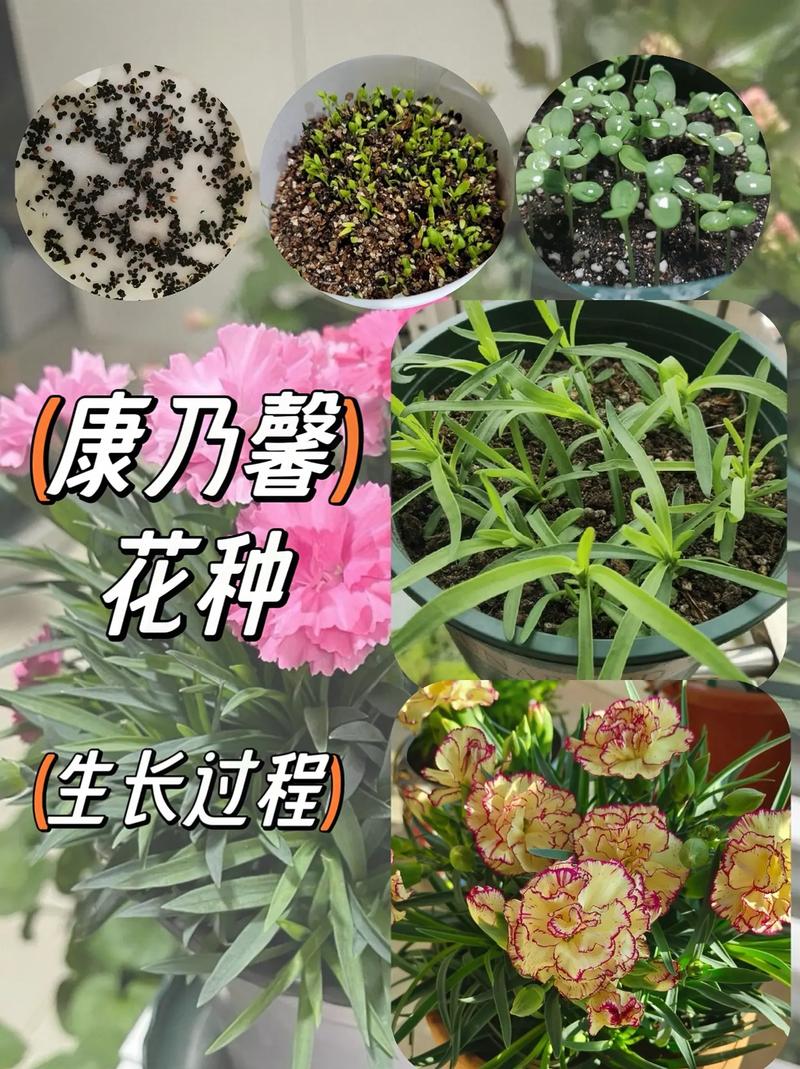 康乃馨秋天怎么养？康乃馨秋天怎么养护？-第2张图片-优品飞百科