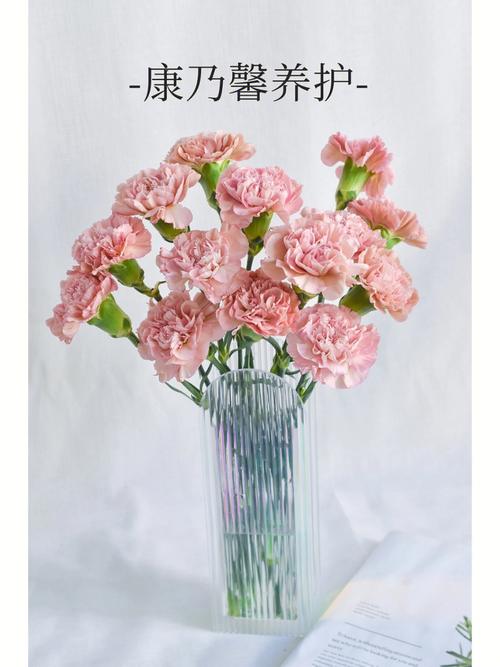 康乃馨秋天怎么养？康乃馨秋天怎么养护？-第3张图片-优品飞百科