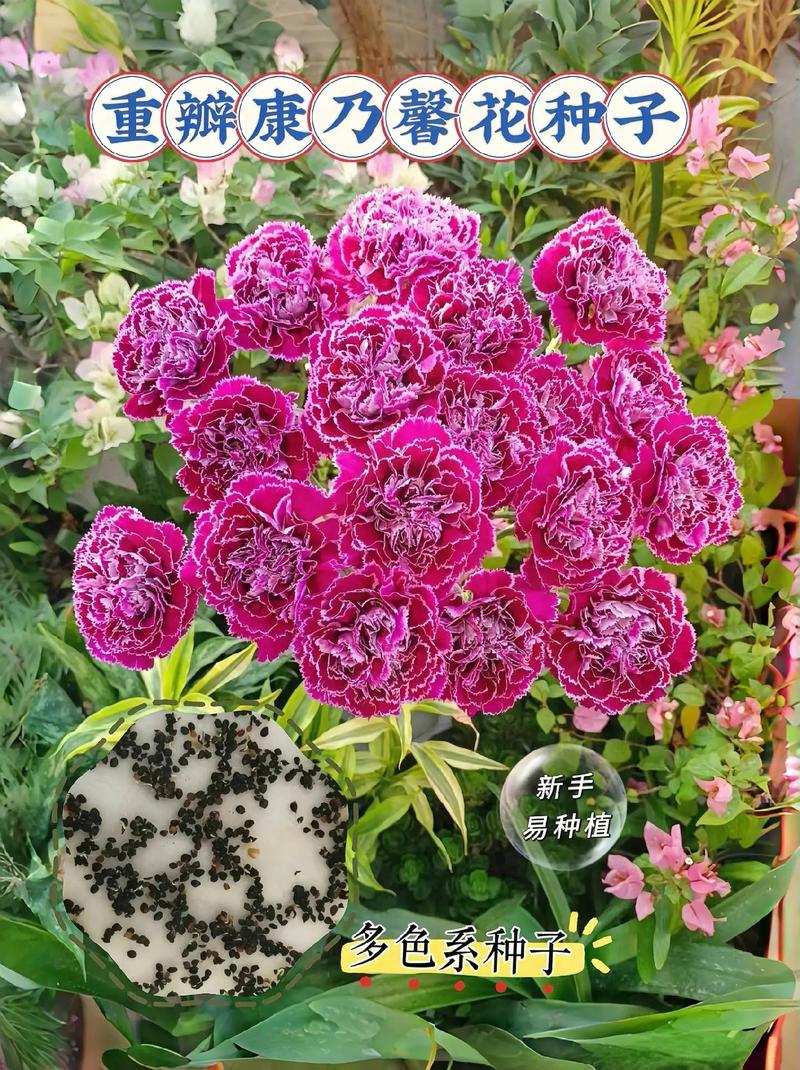 康乃馨秋天怎么养？康乃馨秋天怎么养护？-第4张图片-优品飞百科