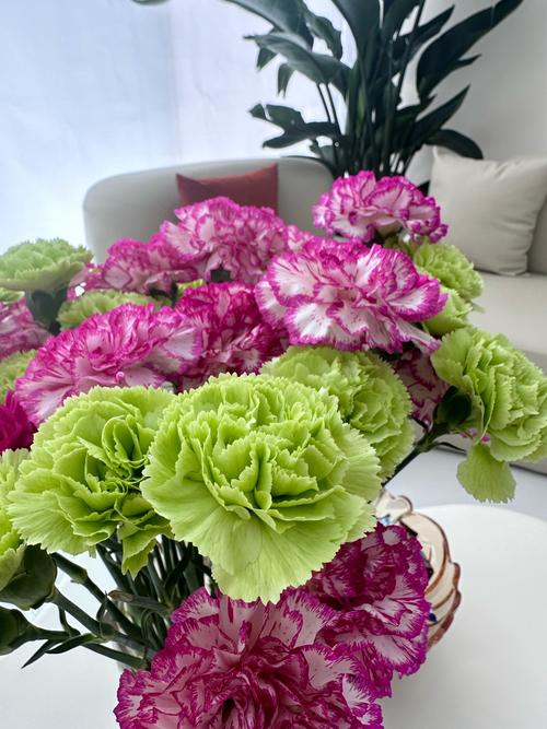 康乃馨秋天怎么养？康乃馨秋天怎么养护？-第5张图片-优品飞百科