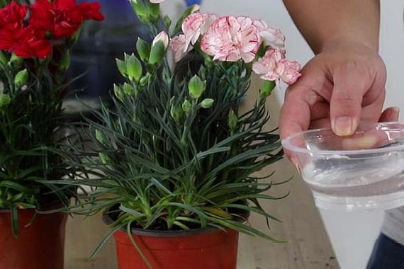 康乃馨秋天怎么养？康乃馨秋天怎么养护？-第6张图片-优品飞百科