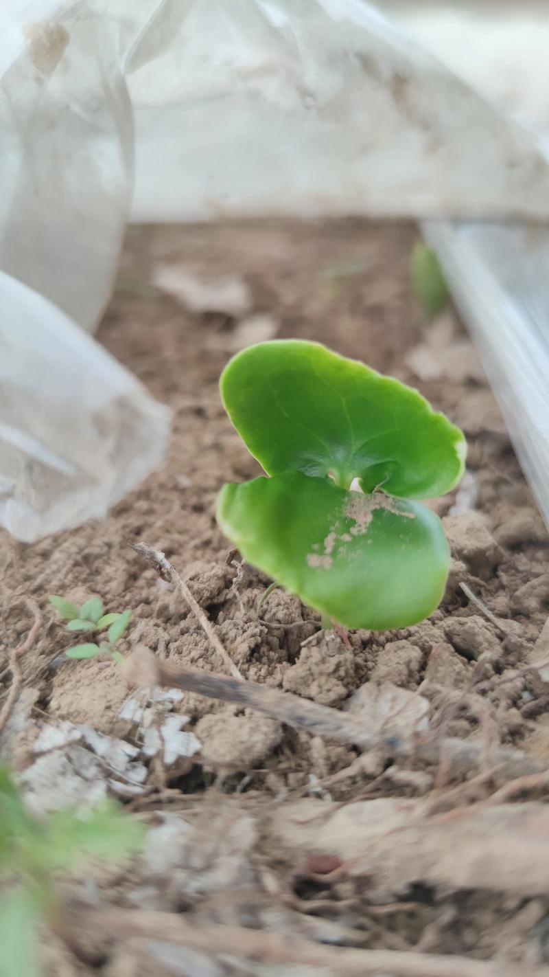 梅花种子怎么种，梅花种子怎么发芽-第1张图片-优品飞百科