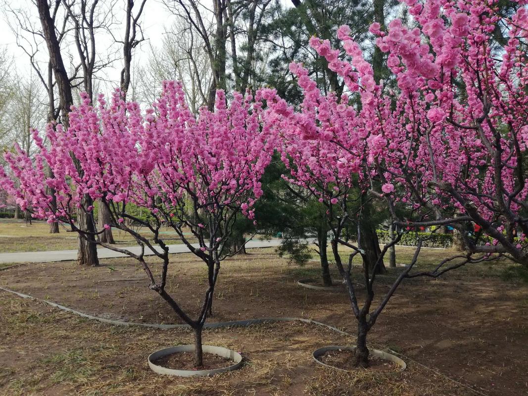 梅花种子怎么种，梅花种子怎么发芽-第3张图片-优品飞百科