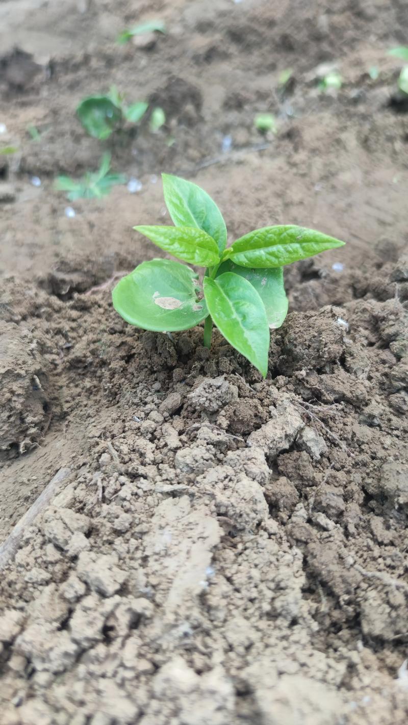 梅花种子怎么种，梅花种子怎么发芽-第4张图片-优品飞百科