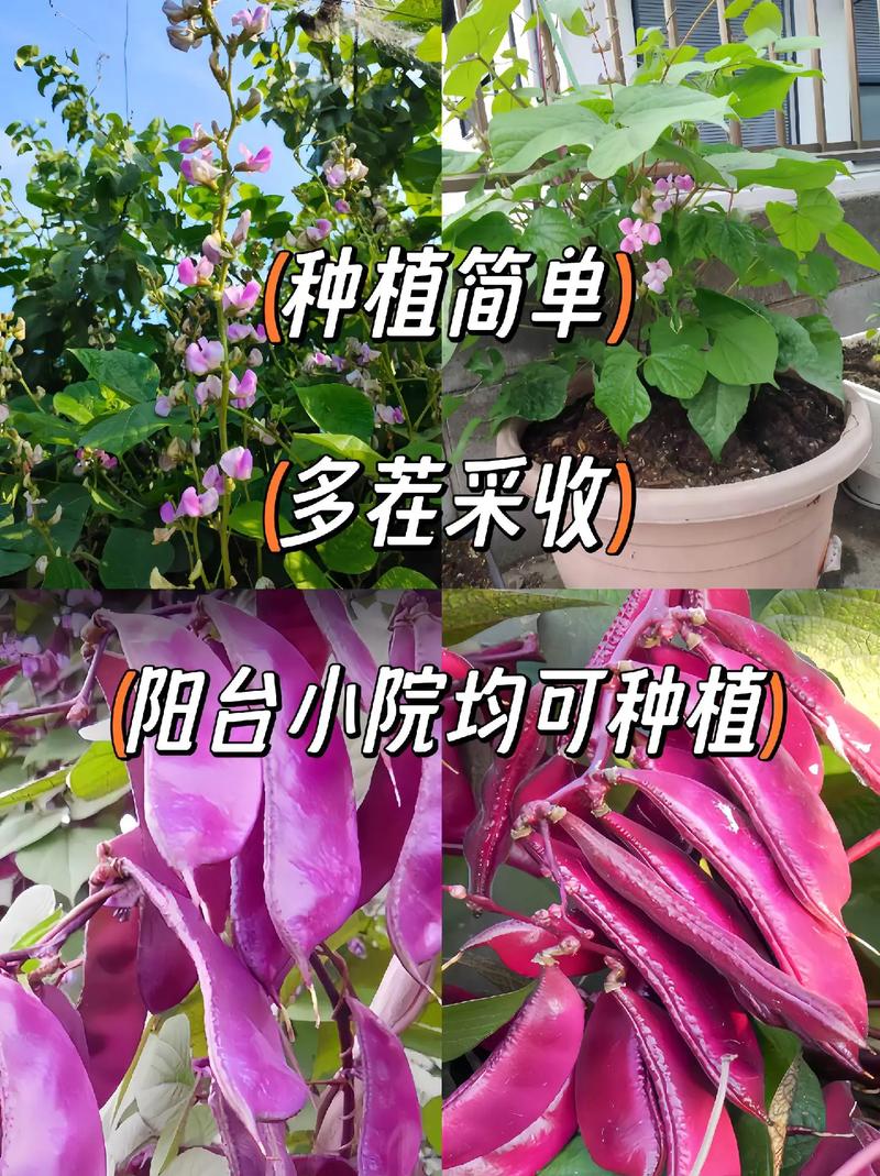 梅花种子怎么种，梅花种子怎么发芽-第5张图片-优品飞百科