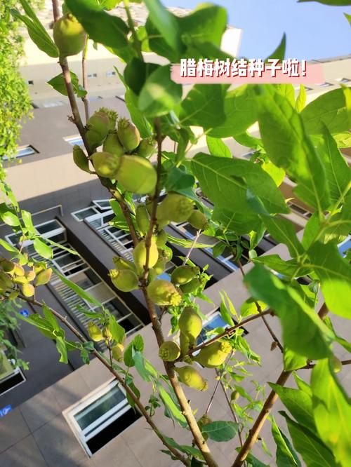 梅花种子怎么种，梅花种子怎么发芽-第6张图片-优品飞百科