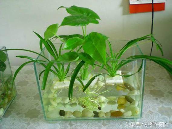 水培吊兰怎么自制营养液？水培吊兰加什么营养才能更旺盛？-第1张图片-优品飞百科