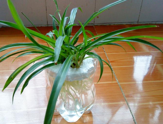 水培吊兰怎么自制营养液？水培吊兰加什么营养才能更旺盛？-第2张图片-优品飞百科