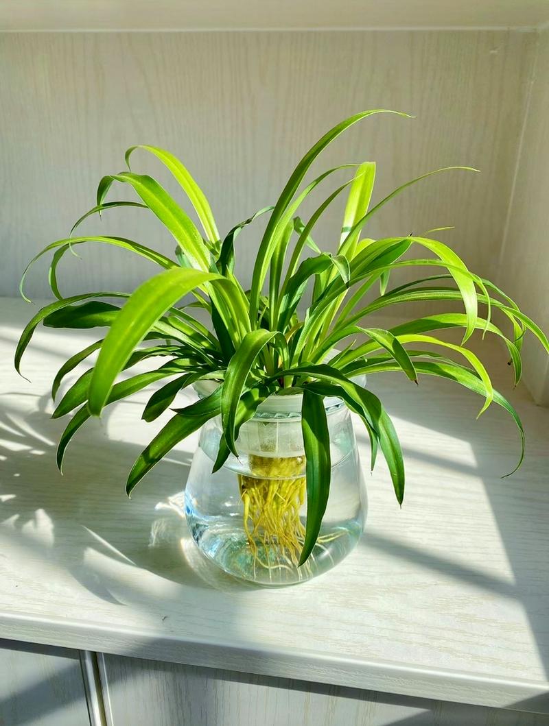 水培吊兰怎么自制营养液？水培吊兰加什么营养才能更旺盛？-第3张图片-优品飞百科