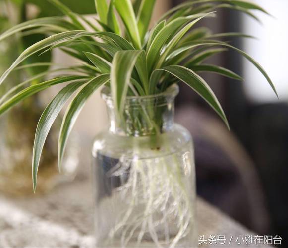 水培吊兰怎么自制营养液？水培吊兰加什么营养才能更旺盛？-第5张图片-优品飞百科