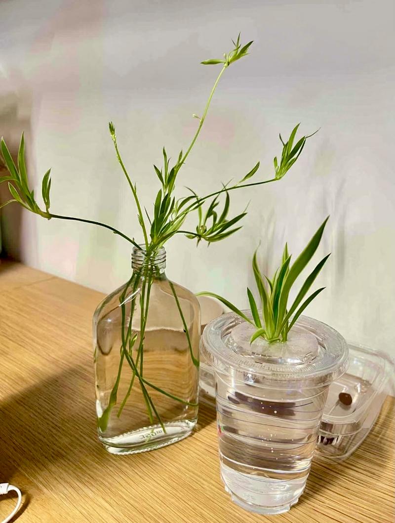 水培吊兰怎么自制营养液？水培吊兰加什么营养才能更旺盛？-第4张图片-优品飞百科