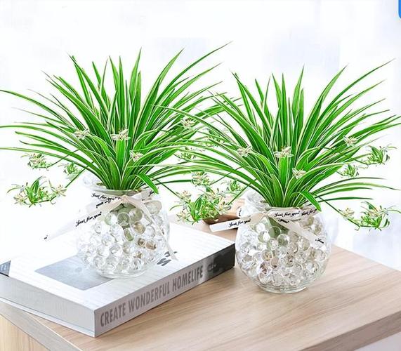 水培吊兰怎么自制营养液？水培吊兰加什么营养才能更旺盛？-第6张图片-优品飞百科