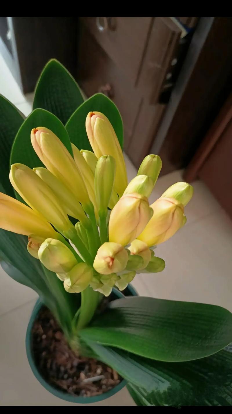 花谢后这么做？花谢了是什么意思啊？-第1张图片-优品飞百科