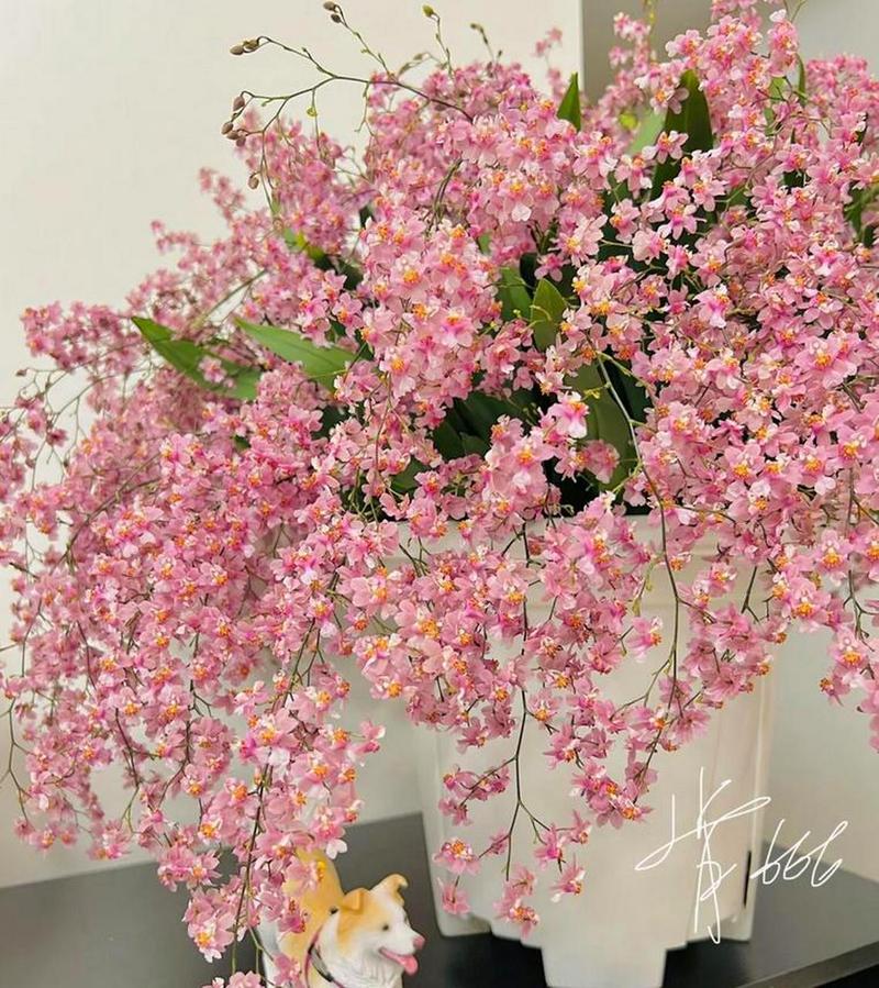 花谢后这么做？花谢了是什么意思啊？-第3张图片-优品飞百科