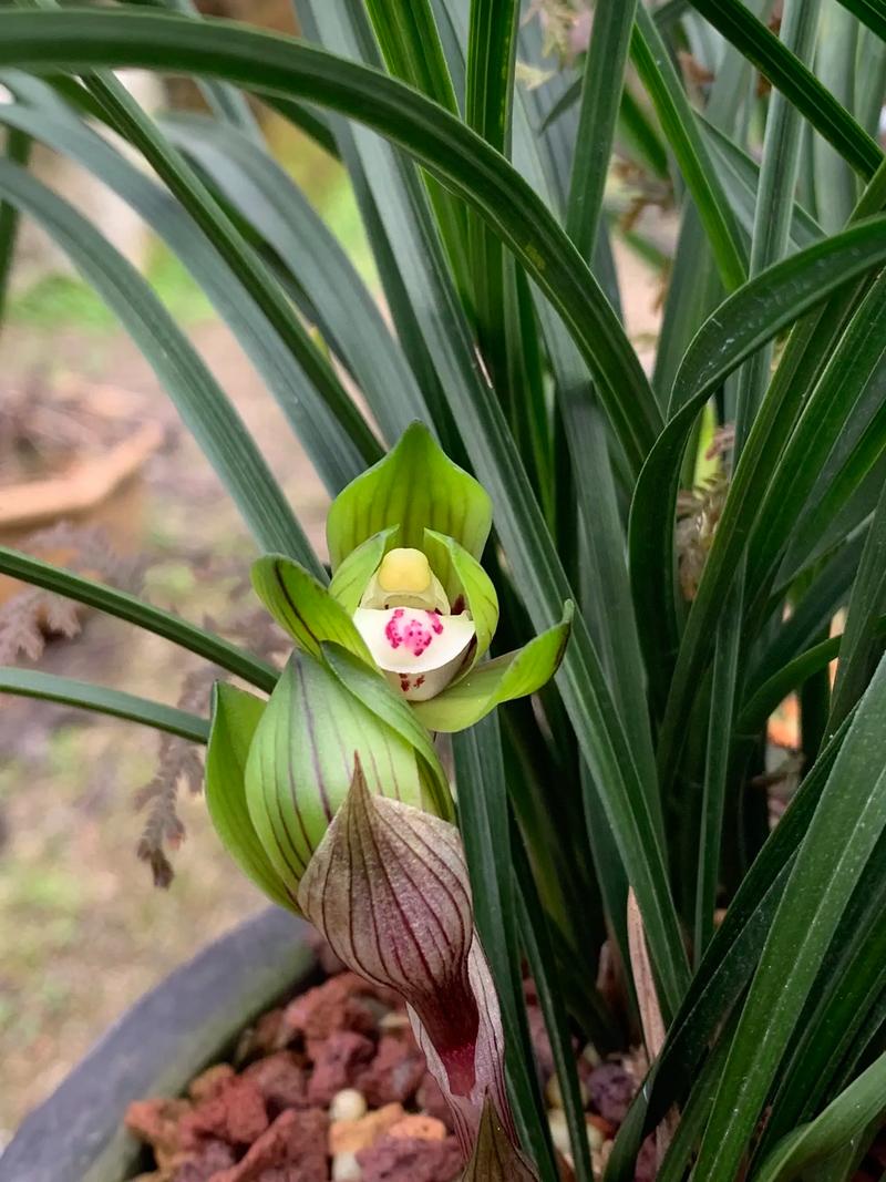 花谢后这么做？花谢了是什么意思啊？-第4张图片-优品飞百科