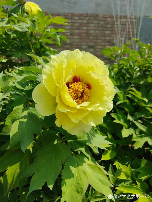 花谢后这么做？花谢了是什么意思啊？-第5张图片-优品飞百科