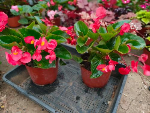 花谢后这么做？花谢了是什么意思啊？-第6张图片-优品飞百科