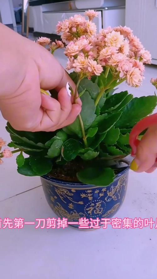 花谢后这么做？花谢了是什么意思啊？-第7张图片-优品飞百科