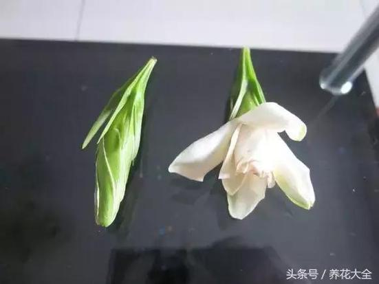 花谢后这么做？花谢了是什么意思啊？-第8张图片-优品飞百科