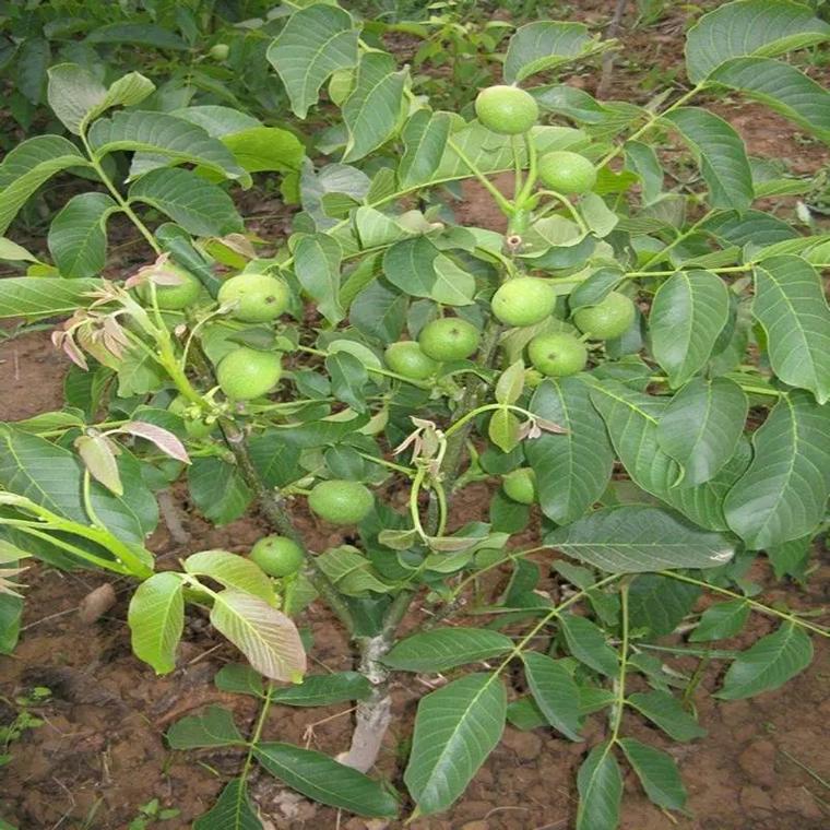 核桃怎么种才会发芽？核桃怎么种植和催芽？-第1张图片-优品飞百科