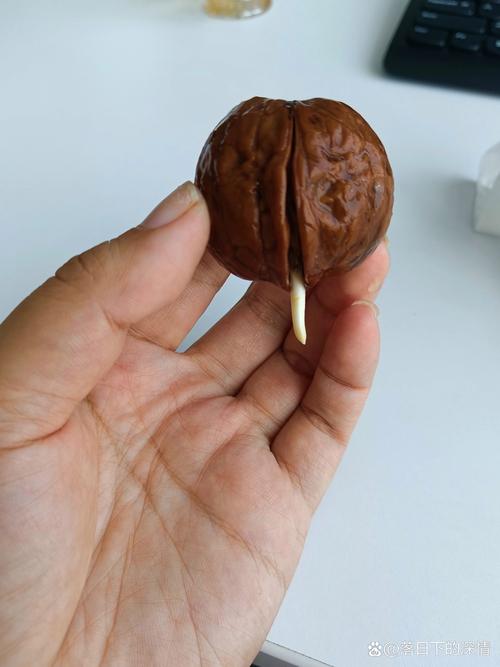 核桃怎么种才会发芽？核桃怎么种植和催芽？-第2张图片-优品飞百科