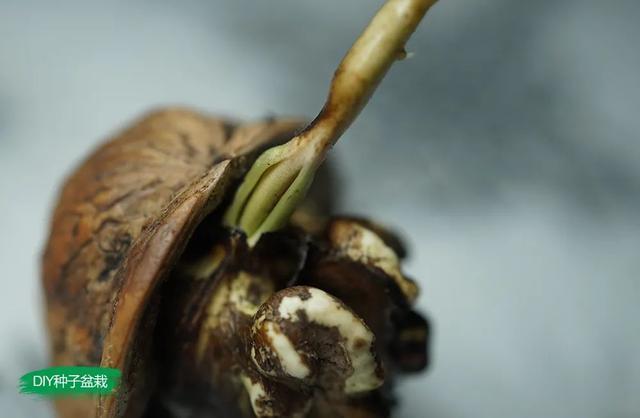 核桃怎么种才会发芽？核桃怎么种植和催芽？-第4张图片-优品飞百科