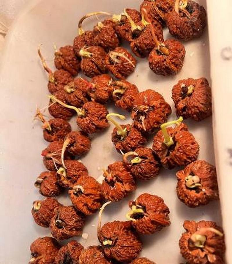 核桃怎么种才会发芽？核桃怎么种植和催芽？-第5张图片-优品飞百科