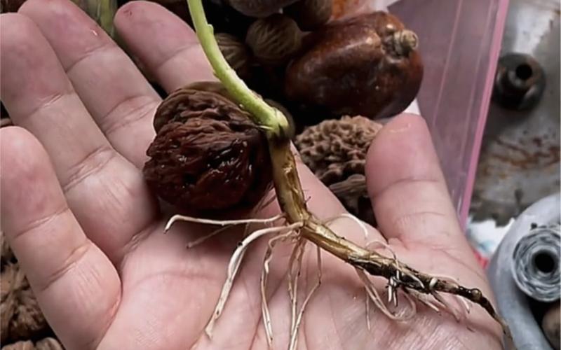 核桃怎么种才会发芽？核桃怎么种植和催芽？-第6张图片-优品飞百科