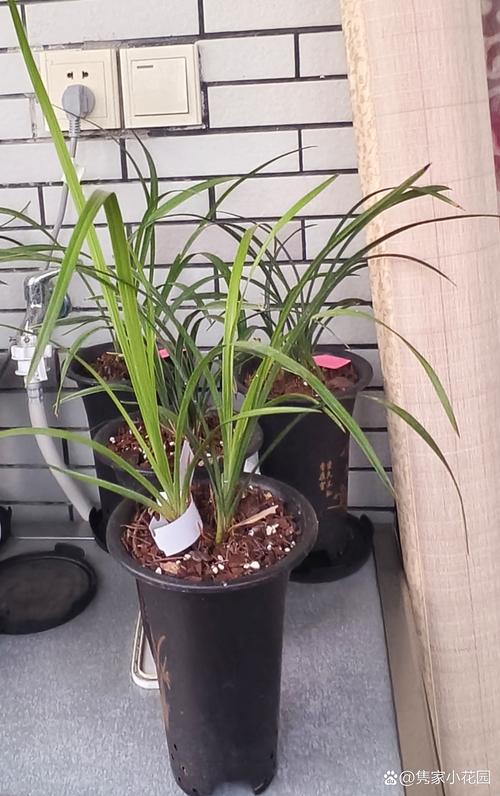 兰花叶可以全部剪掉重新发芽吗，兰花叶子全剪掉能长吗？-第2张图片-优品飞百科