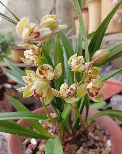 兰花叶可以全部剪掉重新发芽吗，兰花叶子全剪掉能长吗？-第3张图片-优品飞百科