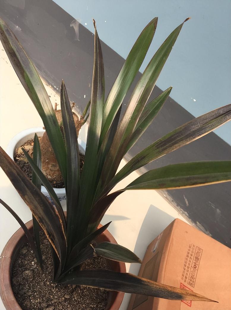 兰花叶可以全部剪掉重新发芽吗，兰花叶子全剪掉能长吗？-第4张图片-优品飞百科