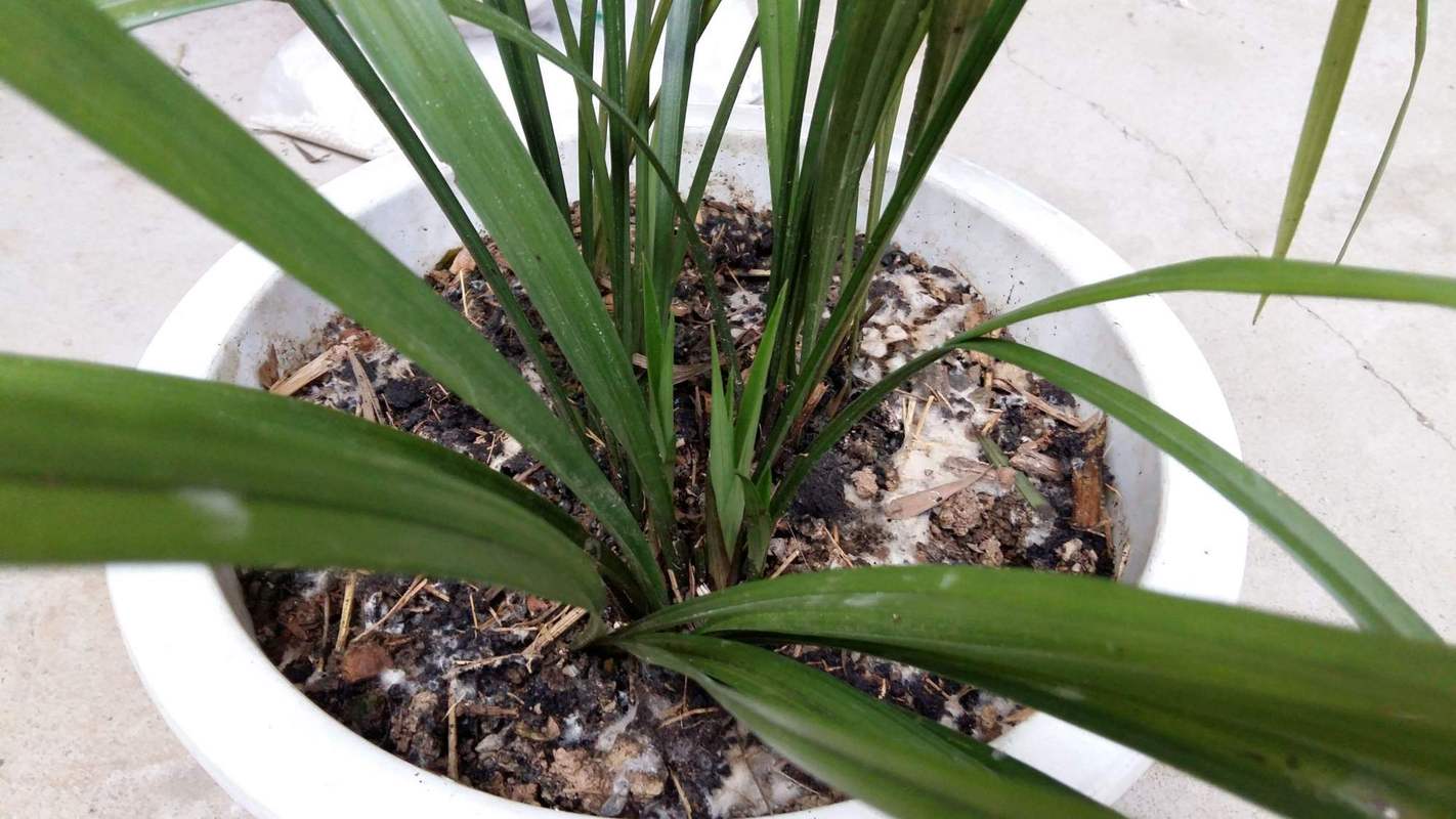 兰花叶可以全部剪掉重新发芽吗，兰花叶子全剪掉能长吗？-第5张图片-优品飞百科