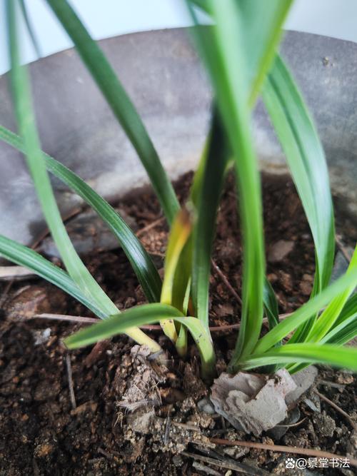 兰花叶可以全部剪掉重新发芽吗，兰花叶子全剪掉能长吗？-第6张图片-优品飞百科