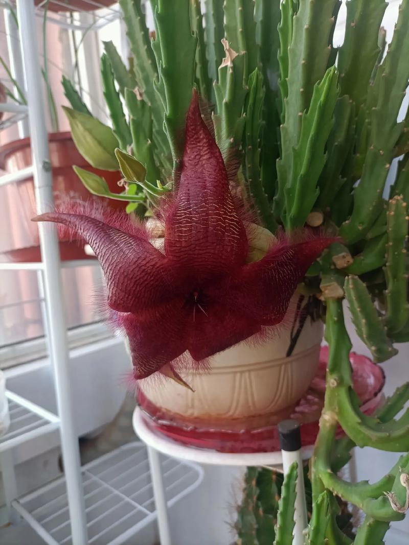 豹皮花怎么养，豹皮花怎么养才能开花？-第1张图片-优品飞百科