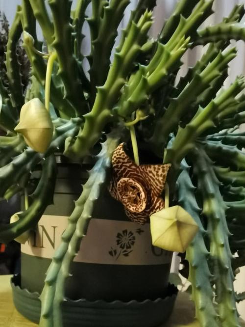 豹皮花怎么养，豹皮花怎么养才能开花？-第3张图片-优品飞百科