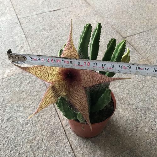 豹皮花怎么养，豹皮花怎么养才能开花？-第4张图片-优品飞百科