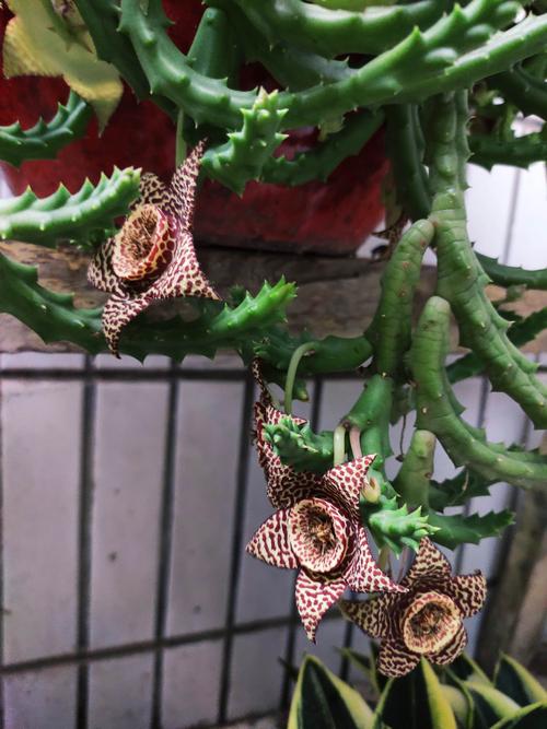 豹皮花怎么养，豹皮花怎么养才能开花？-第5张图片-优品飞百科