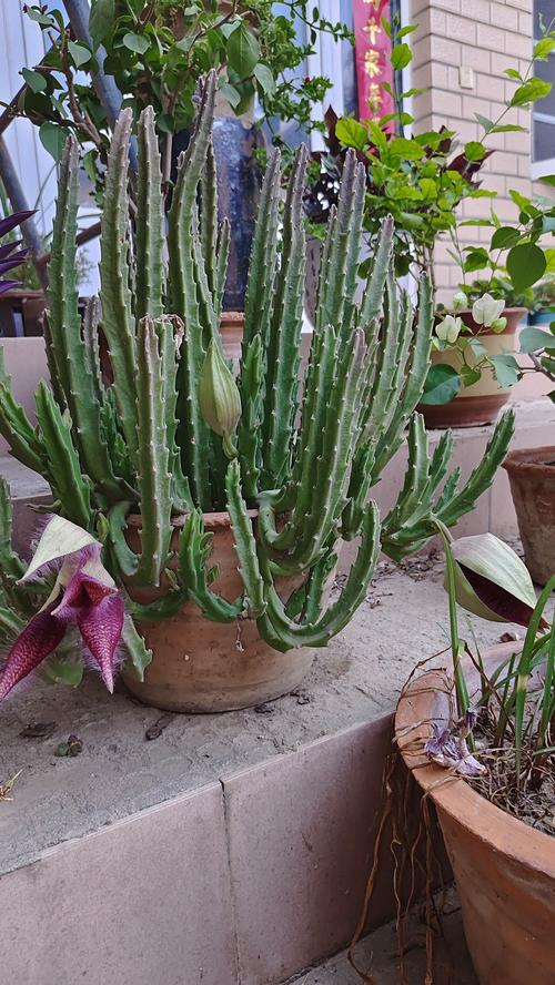 豹皮花怎么养，豹皮花怎么养才能开花？-第6张图片-优品飞百科