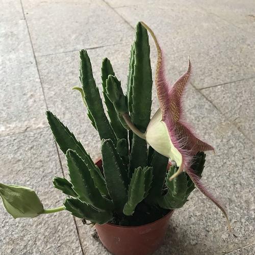 豹皮花怎么养，豹皮花怎么养才能开花？-第7张图片-优品飞百科